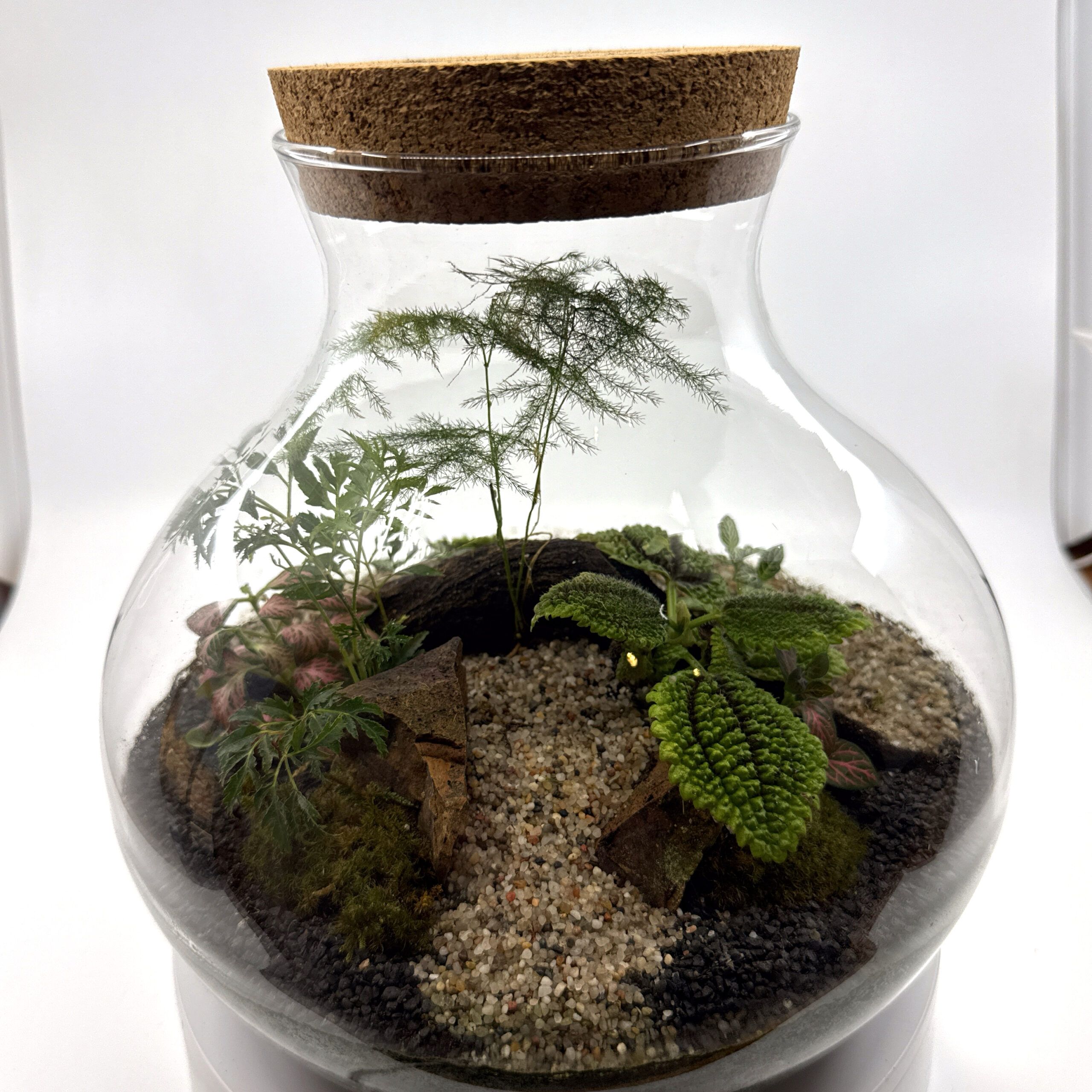 plantas-fáciles-de-cuidar