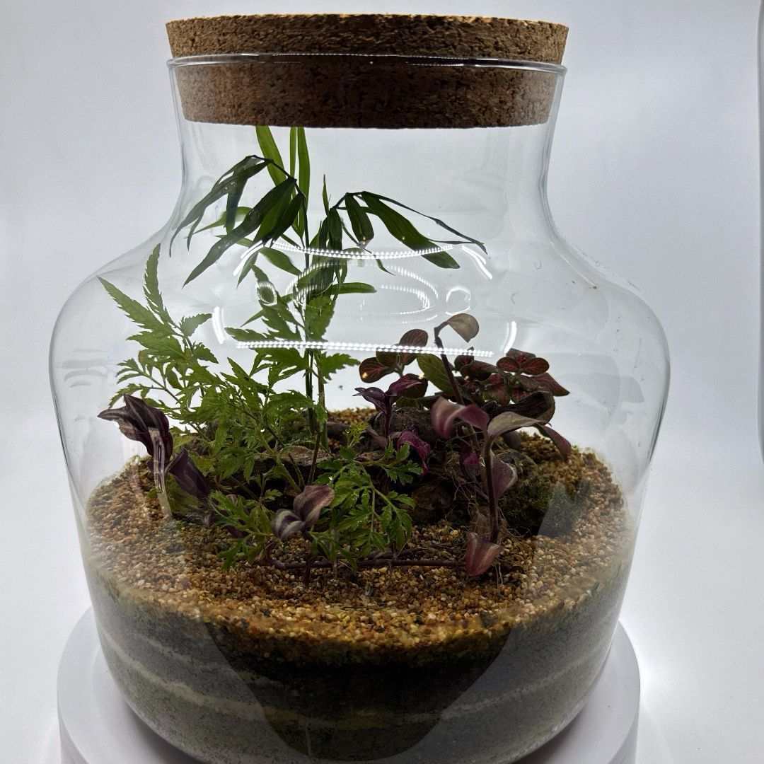 Plantas-vivas