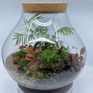 Plantas-contenidas-en-bote-de-cristal
