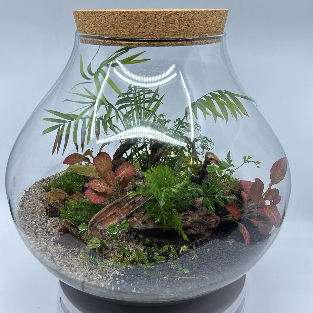 Plantas-contenidas-en-bote-de-cristal