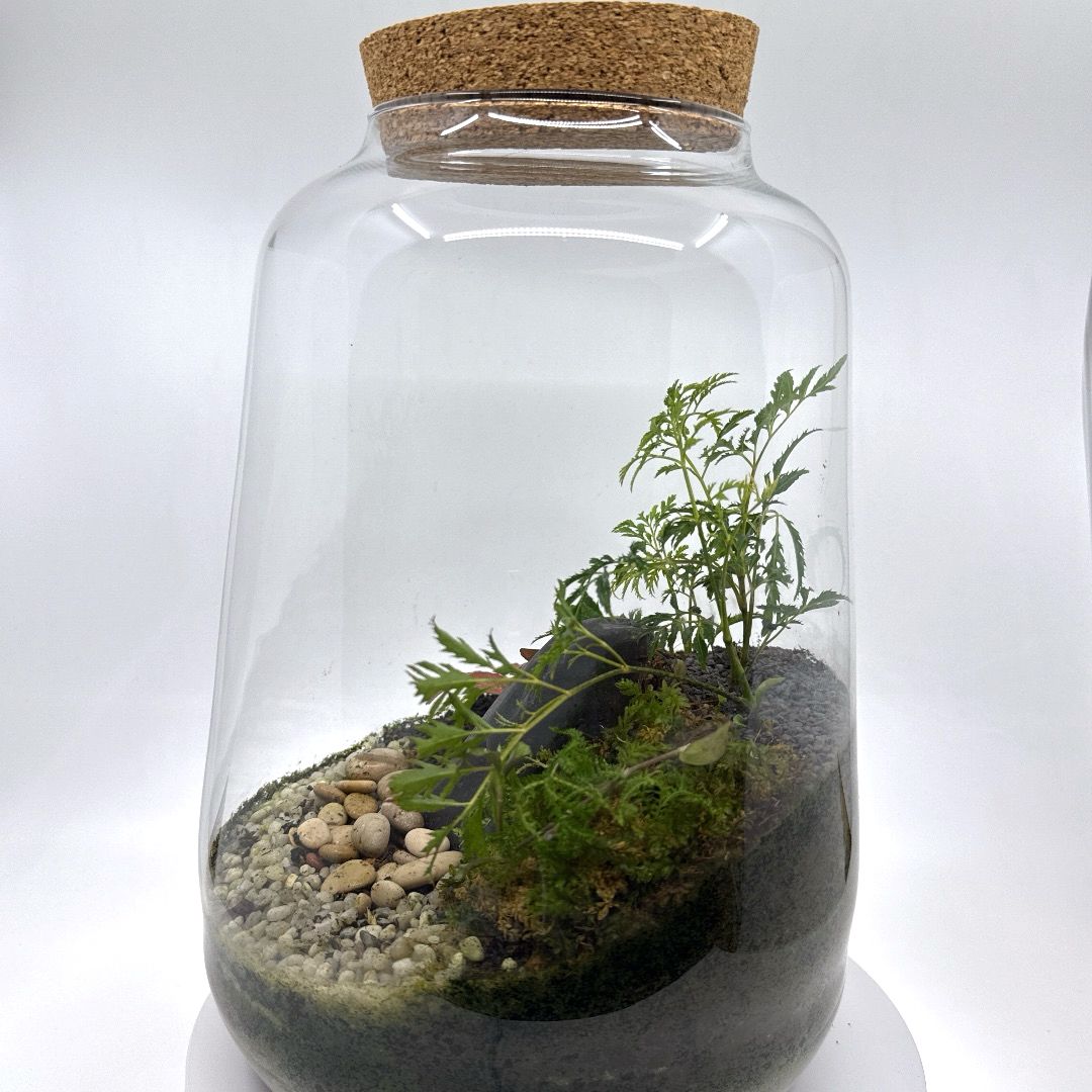 Mini_mundo_de_plantas