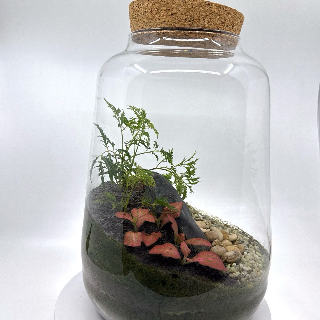 Plantas_vivas_en_botes