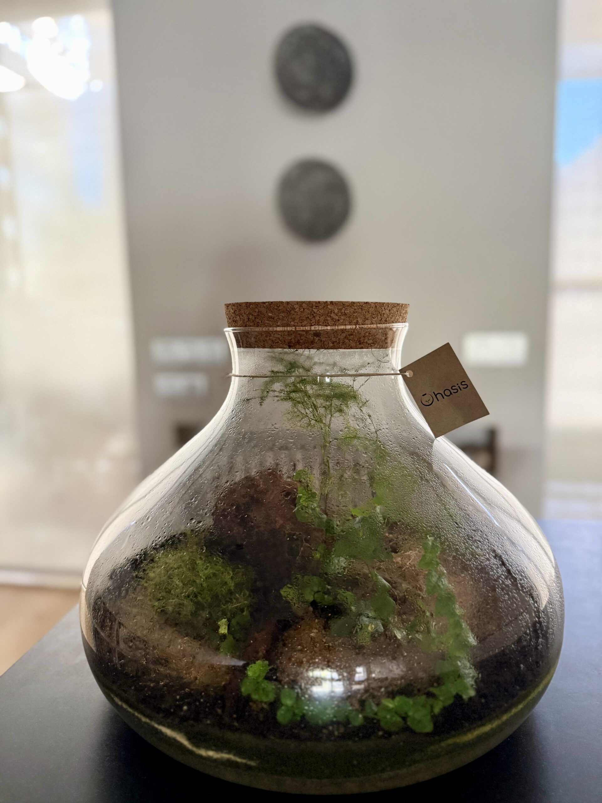 Cuando-riego-mi-terrario