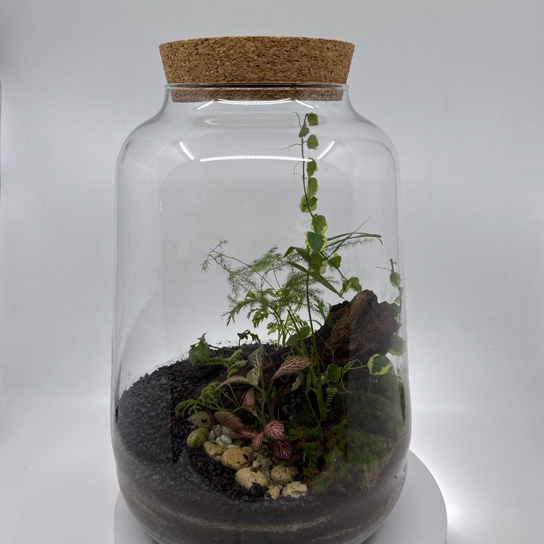 plantas-fáciles-de-cuidar
