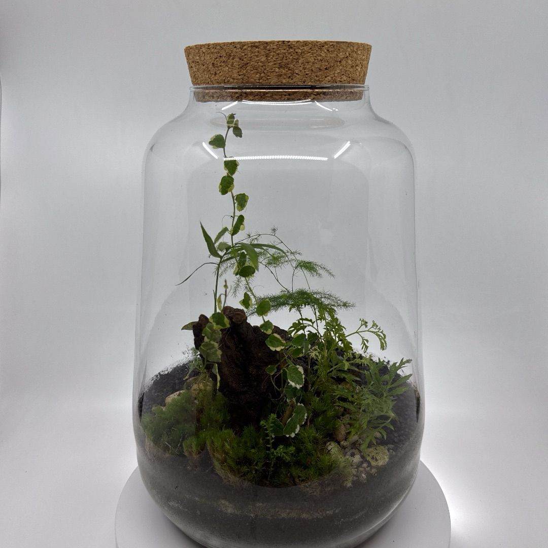 Terrario-de-plantas-elegante