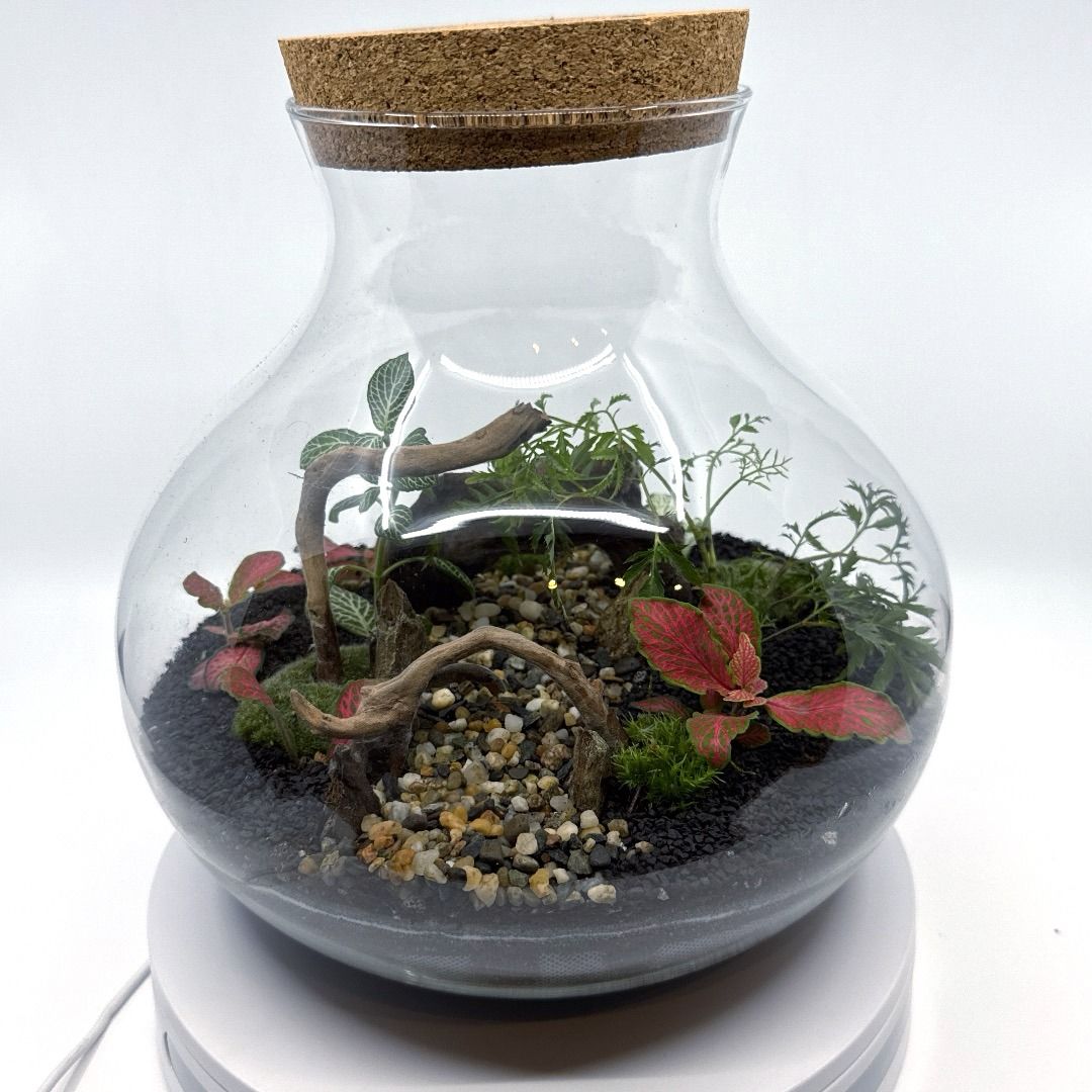 Maceta-de-cristal-con-plantas